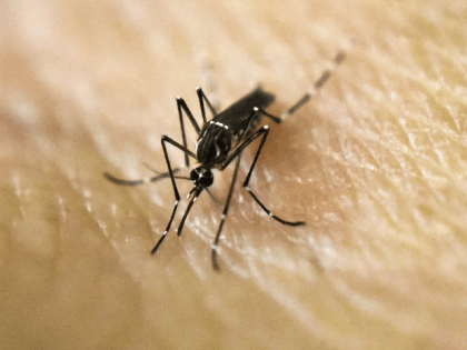An Aedes Aegypti mosquito zika Getty