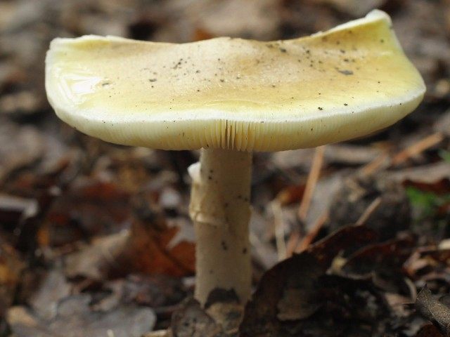 Death cap mushroom (Sean Gallup / Getty)