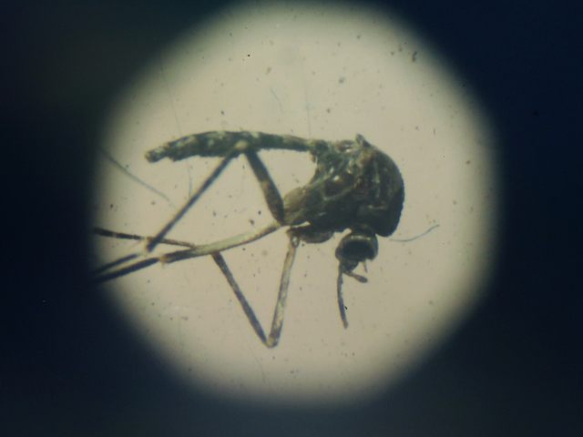 RECIFE, BRAZIL - JANUARY 28: An Aedes aegypti mosquito is seen through a microscope at en exhibition on Dengue fever on January 28, 2016 in Recife, Pernambuco state, Brazil. The mosquito transmits the Zika virus, as well as Dengue. In the last four months, authorities have recorded close to 4,000 …