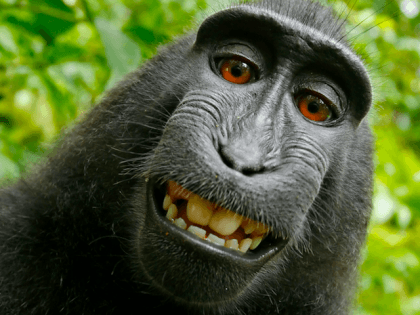 Macca monkey selfie (Wikipedia / Public domain)
