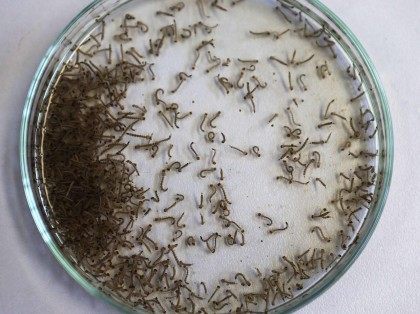 Zika mosquito larvae (Mario Tama / Getty)