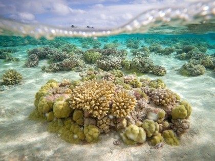 A picture shows coral reefs in the lagoon of the Toau atoll, about 400 kilometres (250 mil
