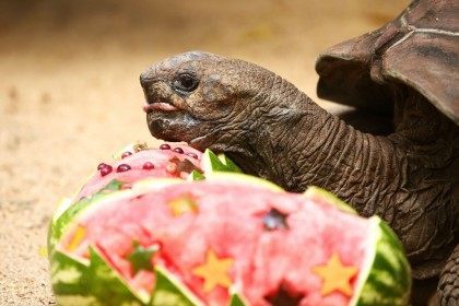 An Aldabra Giant Tortoise eats at Taronga Zoo on December 4, 2015 in Sydney, Australia. Ta