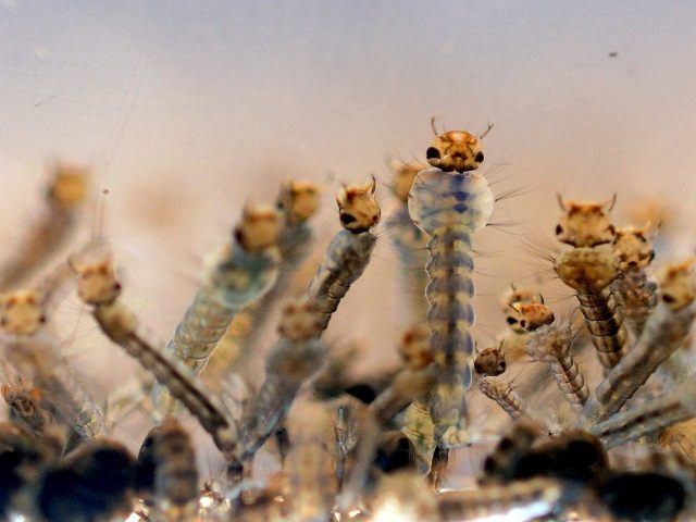 The Aedes Aegypti mosquito larvae are photographed at a laboratory of the Ministry of Health of El Salvador in San Salvador, February 7, 2016. Health authorities continue their efforts to eliminate the mosquito-borne Zika virus, currently of which there is no no cure or vaccine. / AFP / MARVIN RECINOS …