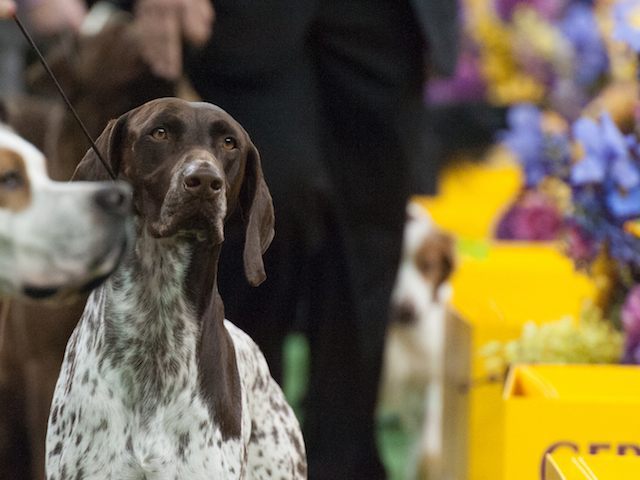 NEW YORK - FEBRUARY 16: The German Short Haired Pointer wins the Sporting group on the sec