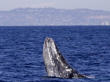 Gray whale (Gregory Bull / Associated Press)
