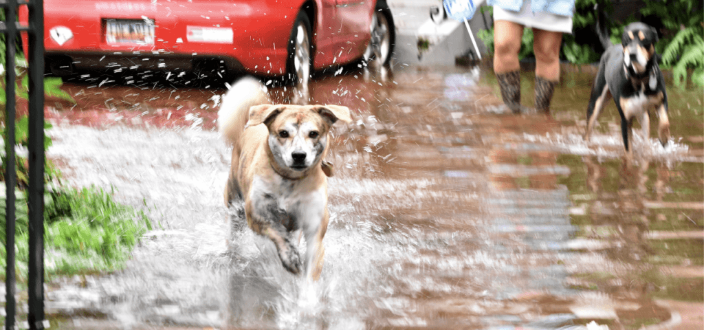 Dog in the rain