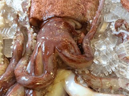Huge squid (HSU marine lab / Facebook)