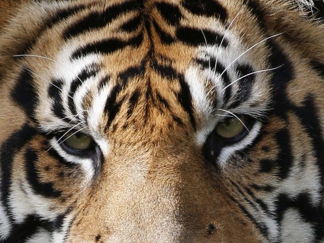 Tiger Eyes (Wilfredo Lee / Associated Press)