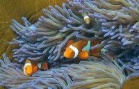 Fish swim through the coral on Australia's Great Barrier Reef, the world's largest coral bank Fish swim through the coral on Australia's Great Barrier Reef, the world's largest coral bank