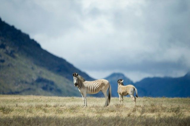 Rau quagga walk on Elandsfontein farm, in the Riebeeck Valley, on February 3, 2016, near C