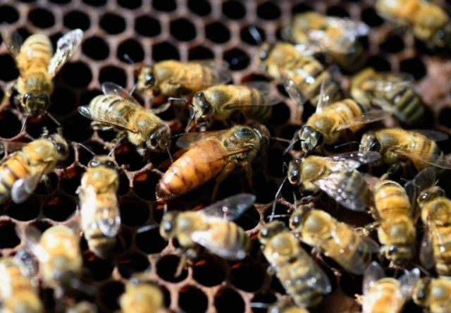 A queen bee (C) is surrounded by worker bees in a hive at the Luxembourg Gardens' beekeepi