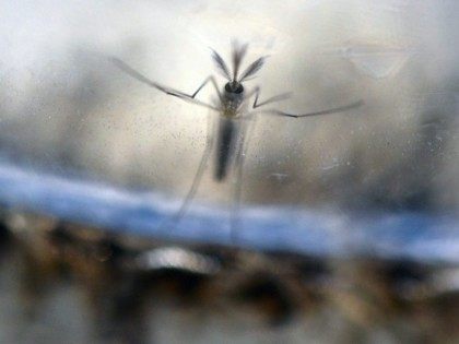 The Aedes Aegypti mosquito carries the Zika virus, an illness strongly suspected to be linked to an outbreak of birth defects