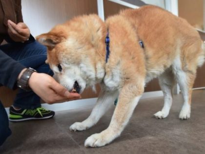 Veterinary group the PDSA warned that over five million dogs, cats and rabbits are overwei