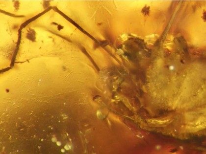 Jason Dunlop/MfN Berlin