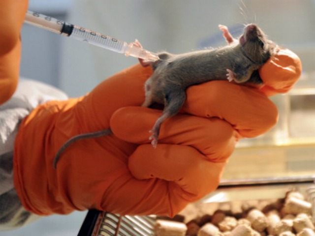 Feds to Spend $10 Million for 'Gender Equity' in Animal Testing | Breitbart