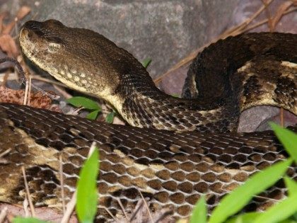 Timber Rattlesnake, Animal Portrait. (Photo by: Education Images/UIG via Getty Images)