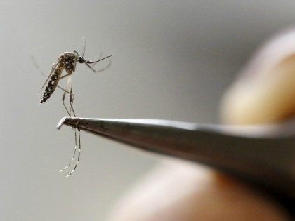 An Aedes Aegypti mosquito, carrier of zika virus, is seen in a lab of the International Tr