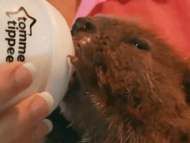 Baby Beavers Rescued