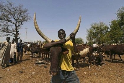 A man holds a cow at the cattle market in Maiduguri, Nigeria, March 9, 2016. REUTERS/Afola