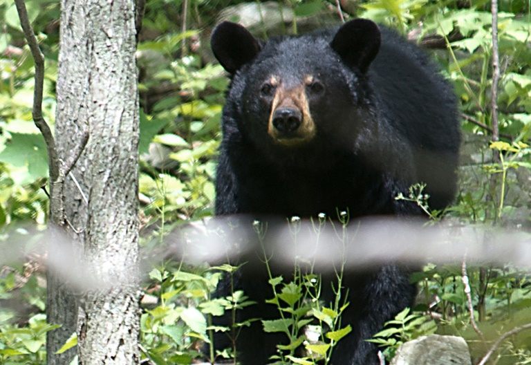 Louisiana black bear is removed from US 'endangered' list Breitbart