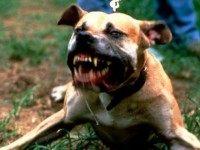 angry-dog-pic-getty-10653199