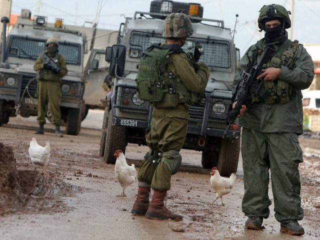 Chickens walk next to Israeli soldiers during clashes with Palestinian protestors in the v