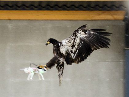 An eagle is seen gliding straight toward a drone before clutching it and dragging it to the ground in Rotterdam, Netherlands January 29, 2016, in this handout photo released by the Netherlands police to Reuters on February 1, 2016. REUTERS/NEDERLANDS POLITIE/HANDOUT VIA REUTERS
