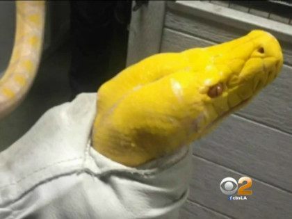 Instead of Tip, Angry Customer Leaves 13-Foot Python Snake at Sushi Place