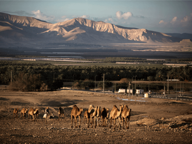 A Palestinian man rides a donkey as he herds camels near the Israeli settlement of Tomer i