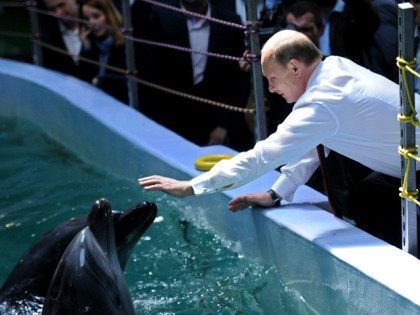 Russia's President Vladimir Putin (C) reaches to touch a dolphin on September 1, 2013 during his visit in oceanarium on Russky (Russian) island near the eastern city of Vladivostok. Putin is on a three-day visit to the Russian Far East. AFP PHOTO/RIA-NOVOSTI/POOL/ALEXEI NIKOLSKY (Photo credit should read ALEXEI NIKOLSKY/AFP/Getty Images)