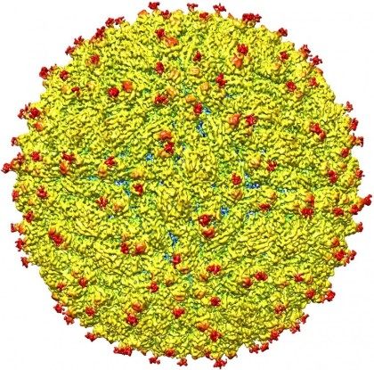 This image obtained March 31, 2016 courtesy of Purdue University/ Kuhn and Rossmann research groups shows a representation of a near-atomic level map of Zika virus