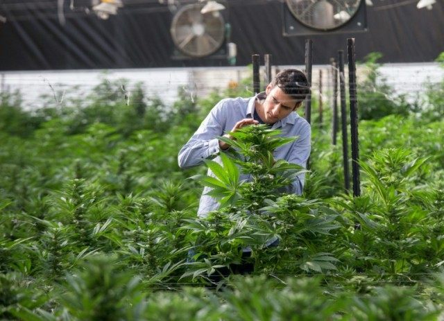 An Israeli agricultural engineer inspects marijuana plants at the BOL (Breath Of Life) Pha