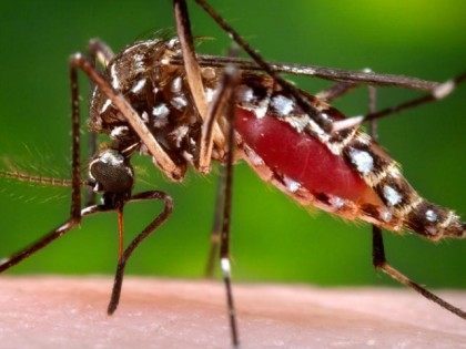 aedes aegypti mosquitoes spreads zika virus