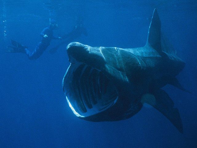 Basking shark (Chris Gotschalk / Wikimedia Commons)