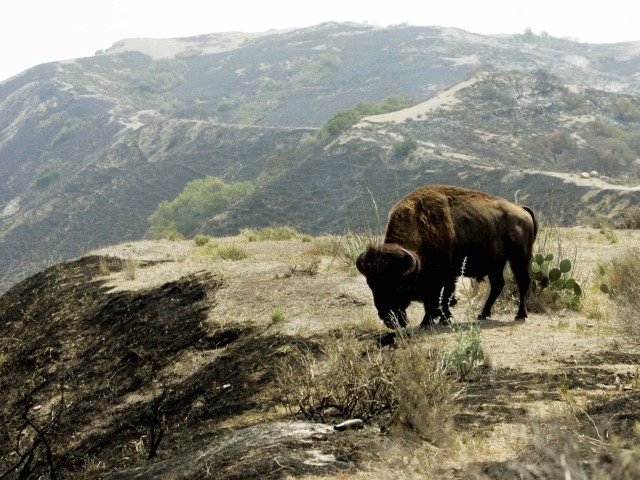**FILE**A North American bison, one of hundreds that roam Santa Catalina Island off the co