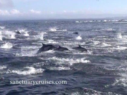 Dolphins flee (Screenshot / Sanctuary Cruises / YouTube)
