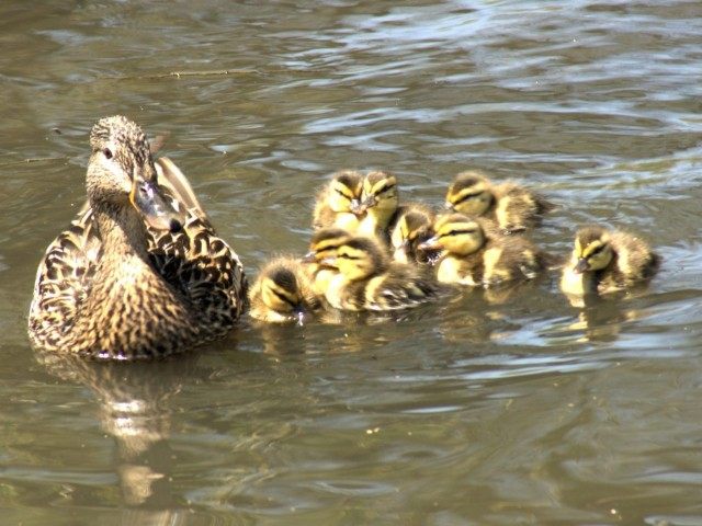 Ducklings (David Williss / Flickr / CC / Cropped)