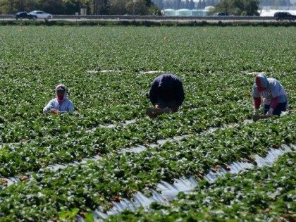 Migrant workers harvest strawberries at a farm March 13, 2013 near Oxnard, California.