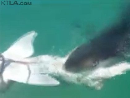 Great white leopard shark (KTLA / Screenshot)