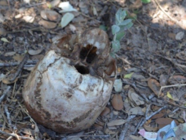 The Skull of a Migrant in Brooks County, Texas.