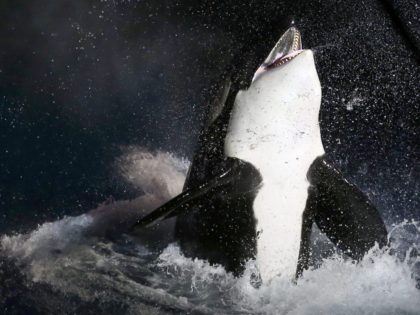 Orca killer whale (Valery Hache / AFP / Getty)