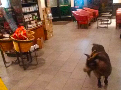 Goat in Starbucks (tennisballboy5 / Twitter)