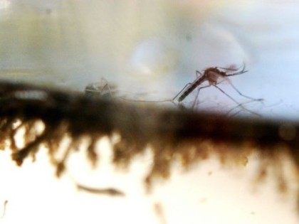 Virus is transmitted by Zika-carrying mosquitoes