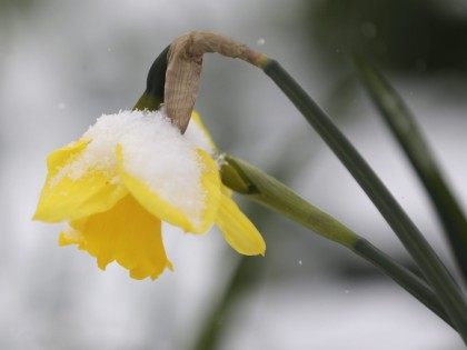 snow daffodil (Mike Groll / Associated Press)