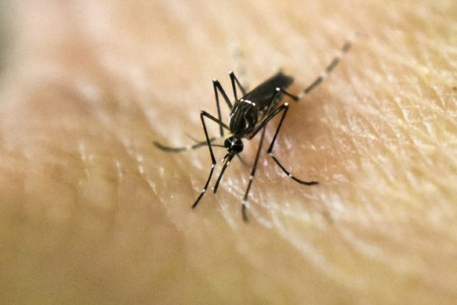 The mosquito-borne Zika virus is blamed for birth defects in babies born to women infected