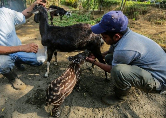A tapir calf rejected and abandoned by its mother is fed from a goat, at the National Zoo
