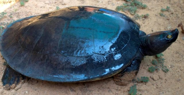 The crtically endangered Royal Turtle walks on the sand in Koh Kong province of Cambodia o
