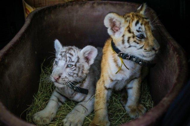 A white Bengal tiger cub and its golden sister rest in a basket during a presentation in M