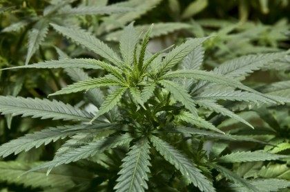 Marijuana plants grown for medicinal purposes, at a greenhouse in Mexico City on November